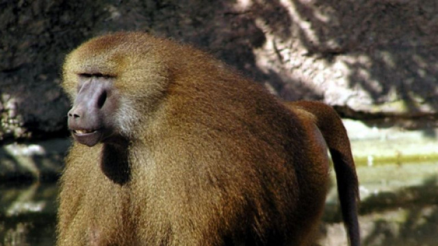 4 babouins (et non 50) se sont &eacute;chapp&eacute;s de leur enclos au zoo de ... - sciencesetavenir.fr