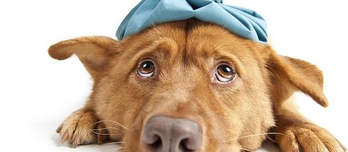 Dogs can get the flu just like humans can get the flu. [Image: ePublicist/Flickr]
