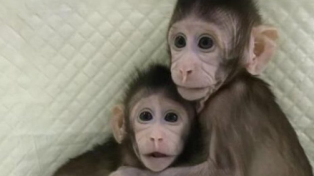 Cina, Zhong Zhong e Hua Hua, le prime scimmie clonate