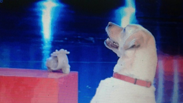 Il labrador protagonista della terza puntata di Superbrain