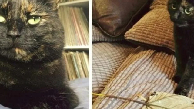 La gatta gli portava prede ma ora regala al padrone delle foglie bellissime