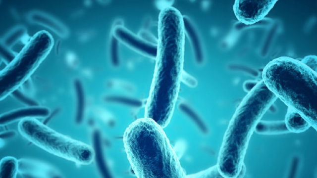 Microbioma e virus oceanici: capire i rapporti per combattere le malattie