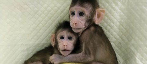 First true monkey clone - will humans be next?