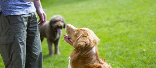 Adestramento de c&atilde;es: veja como educar seu cachorro (foto: fortissima.com)