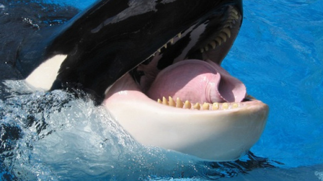 Wikie, l'orca che parla (fonte ansa)