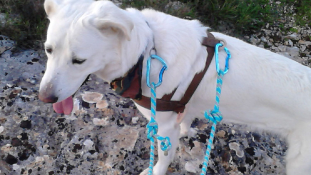 Dog trekking tra roccia e macchia mediterranea.