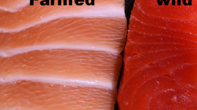 Il primo trancio di salmone &egrave; allevato, il secondo &egrave; pescato