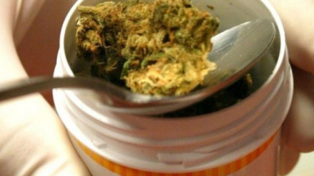 Una confezione di Bedrocan, niente altro che cannabis