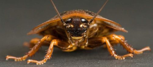 C&oacute;mo hacer cualquier caf&eacute; sin cafetera espresso - Hazlo F&aacute;cilmente - hazlofacilmente.com