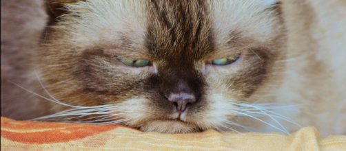 Grumpy Cat is slightly less grumpy after winning $710,000 lawsuit. Image Credit: Alexas_Fotos / Pixabay