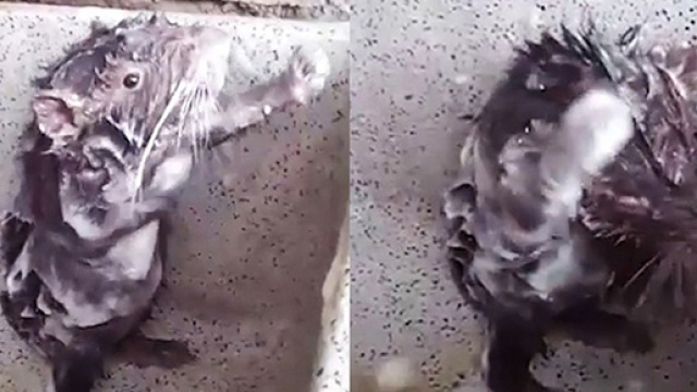 Il video del topo che si lava sotto la doccia: ecco di cosa si tratta