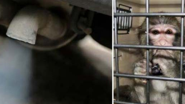 Nuovo scandalo Volkswagen, scimmie usate come cavie