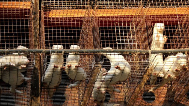 Allevamenti da pelliccia: la Norvegia dice basta