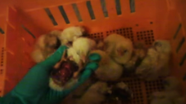 Pulcini maltrattatati e uccisi in un'azienda produttrice di carne di pollo