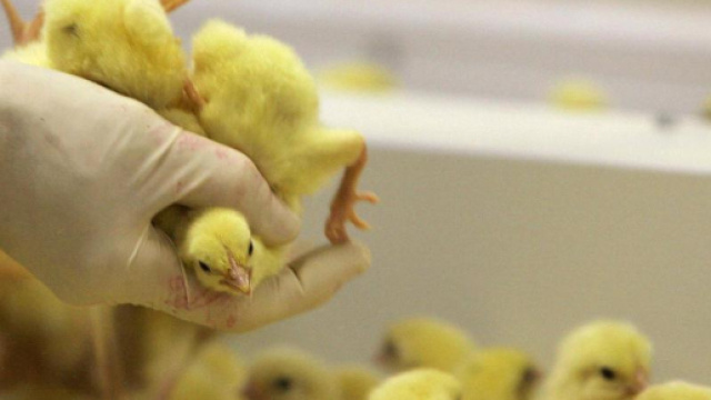 Pulcini tritati vivi: ecco il video che spopola sul web