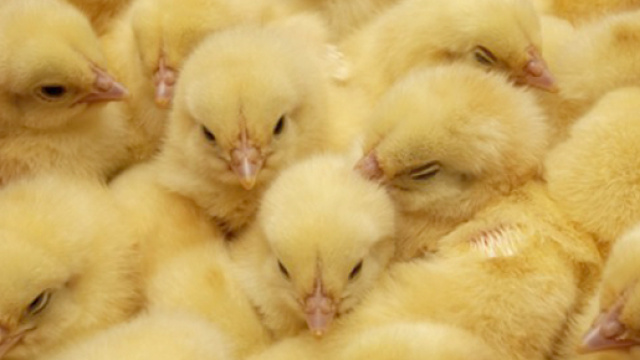 Pulcini tritati vivi: il video straziante dell'attivista di 'Essere Animali'