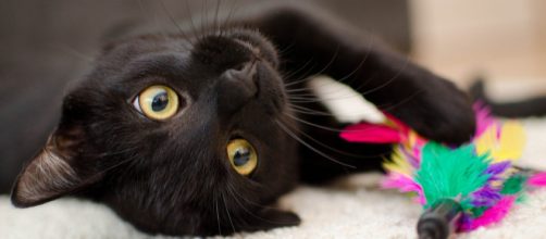 Keep you cat distracted. - [Image courtesy of Daga_Roszkowska on Pixabay]