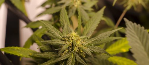 Marijuana plant -- Brett Levin/Flickr