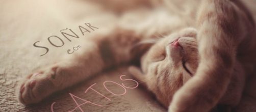 &iquest;Qu&eacute; significa so&ntilde;ar con gatos? &iquest;Es sin&oacute;nimo de buena o mala suerte?