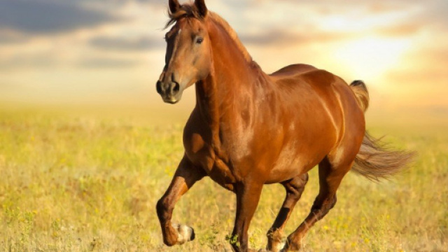 Per il 2019 &egrave; atteso il primo esemplare di Supercavallo.