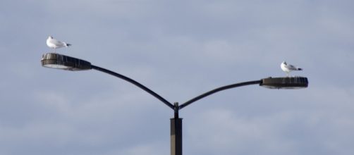 Two birds on a Trump. (Image mploscar Pixabay)