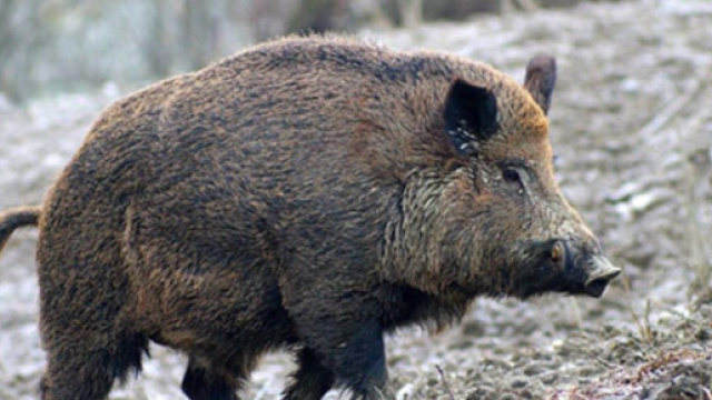 Cinghiale entra in una scuola di Palermo