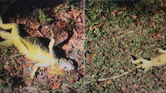 Iguane congelate cadono dagli alberi della Florida