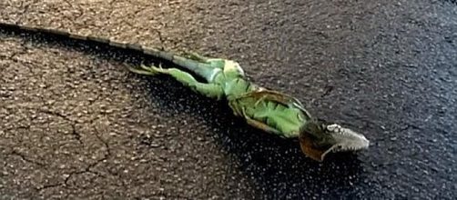 It has been so cold in Forida that iguanas are freezing and falling from trees [Image: Inside Edition/YouTube screenshot]