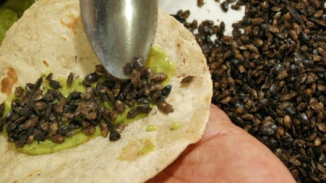 Insetti commestibili, adesso si pu&ograve;