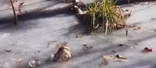 Even though the lakes are frozen, the alligators are still there. - [watch game / YouTube screencap]