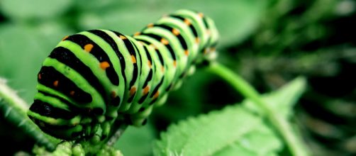 La oruga encabeza la relaci&oacute;n de insectos m&aacute;s s&oacute;lidos nutricionalmente