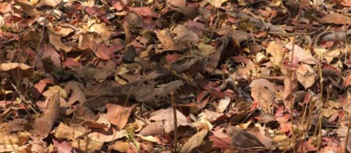 Teste sua percep&ccedil;&atilde;o e tamb&eacute;m aten&ccedil;&atilde;o. (Foto Reprodu&ccedil;&atilde;o).