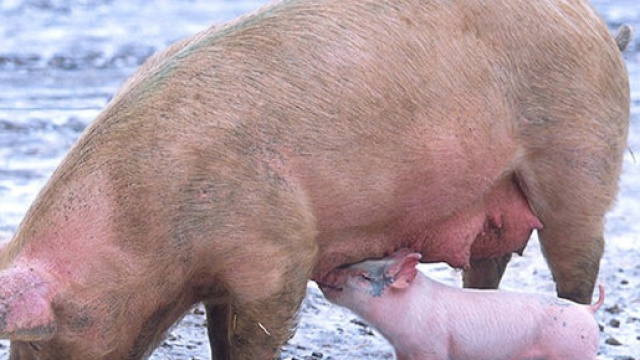 Peste Suina, abbattuti a Orgosolo 215 maiali al pascolo brado ... - newsrss24.com