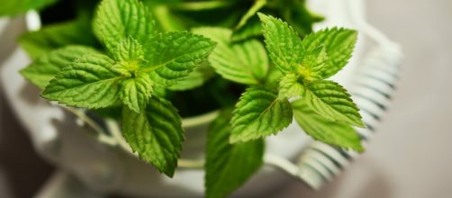 The health benefits of peppermint. Photo via pixabay.