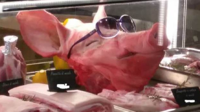 la testa mozzata del maiale che ha suscitato le polemiche (fonte atnews)