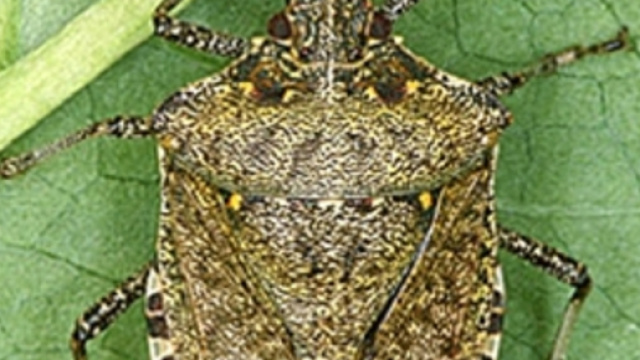 Cimici asiatiche, torna l'invasione con l'arrivo dell'autunno
