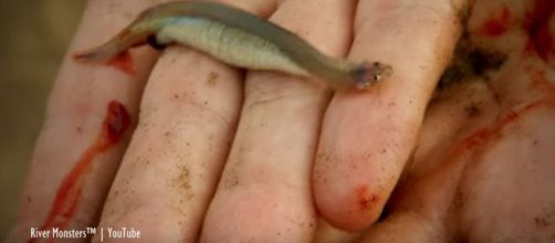 Amazon fish said to parasitize human private parts - Image credit - River Monsters&trade; | YouTube