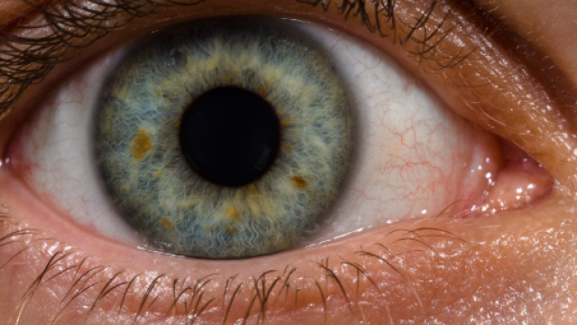 Coltivata in laboratorio la prima retina umana.