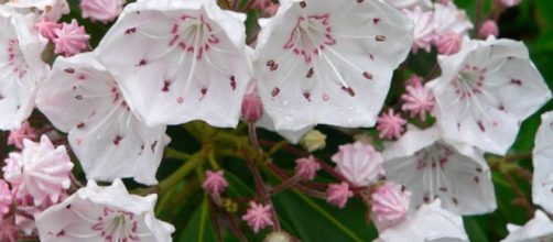 5 Beautiful flowers that can kill you. Image Credit: Arx Fortis / Wikimedia