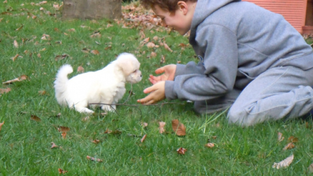 Brasile: un bambino salva la vita ad un cagnolino