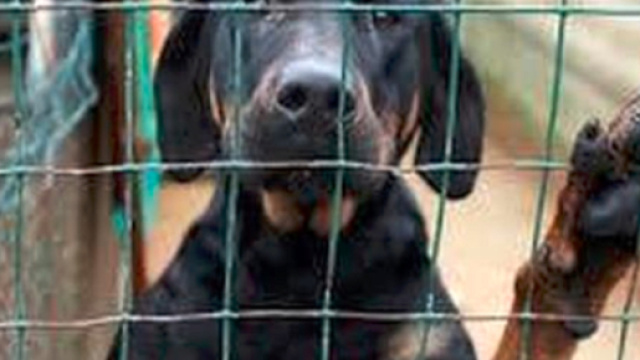 Lo lancia dall'auto, il cane torna a casa e lui lo fa uccidere dal veterinario: condannati - Il Mattino