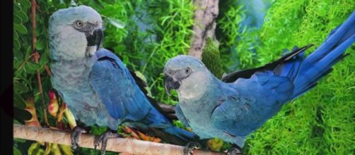 5 especies de aves extintas o por desaparecer