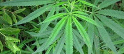 Canada becomes second nation to legalize marijuana - Image credit - James St John. Flickr