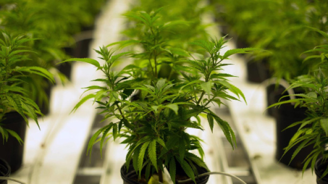 In Canada &egrave; stata legalizzata la cannabis: restano i dubbi su salute e sicurezza