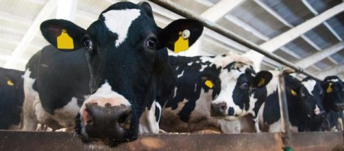 BSE identified in Scotland -(Image via independent/Twitter)