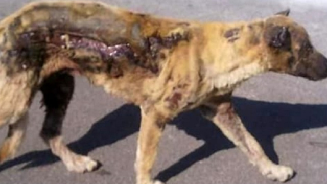 Il cagnolino con buona parte del corpo bruciata