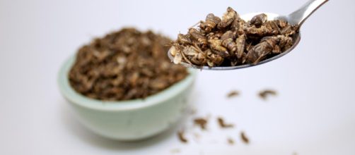 14 insectos comestibles que se disfrutan en el mundo. &iquest;Te ... - telemundo.com