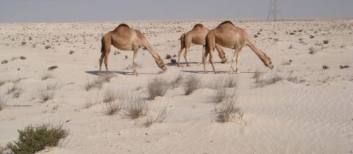 Q Camels Grazing by Journey Jeff's Pix (Flickr)