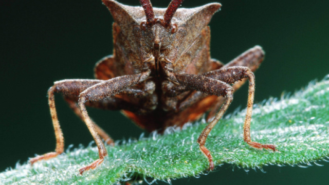 Cimici asiatiche: la vespa samurai potrebbe sconfiggerle