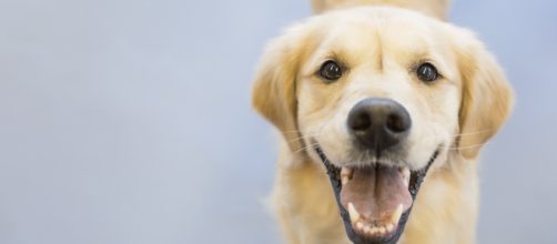 A golden retriever. - [Time / YouTube screencap]